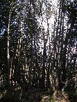otta Comune-20100225 009